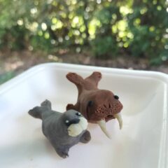 地域コラボねんど第2弾、北海道奥尻島のウニねんどが完成！